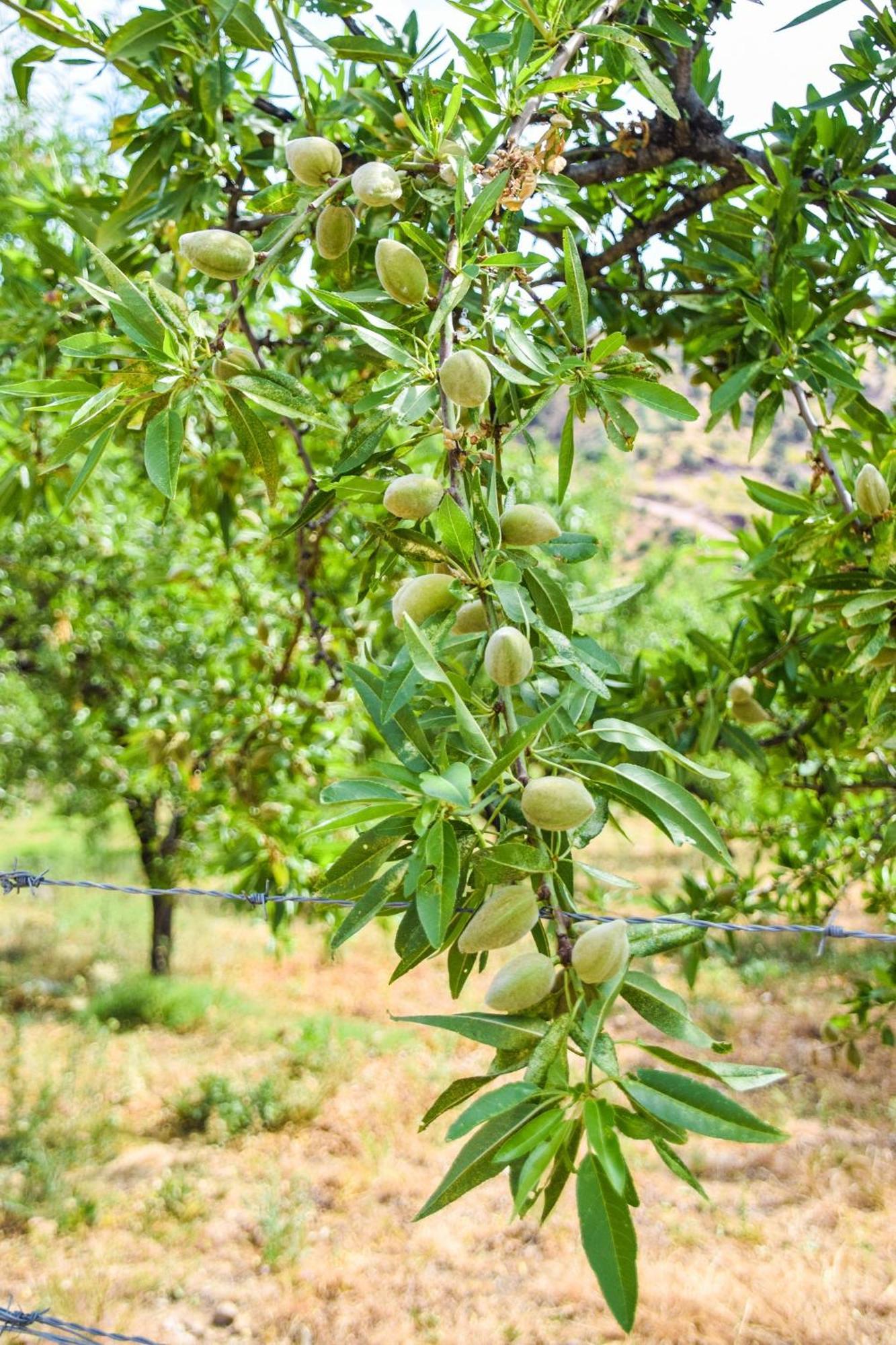 Casas Rurales Los Algarrobales إل جاستور المظهر الخارجي الصورة